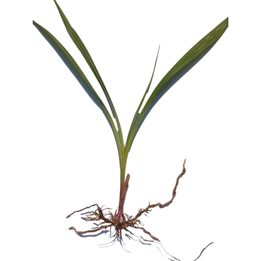 Spathoglottis plicata