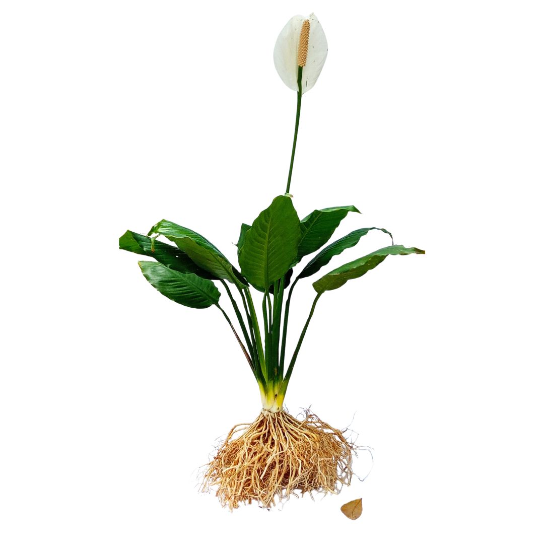 Spathiphyllum wallisii