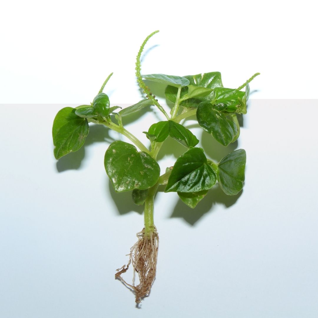 Peperomia pellucida