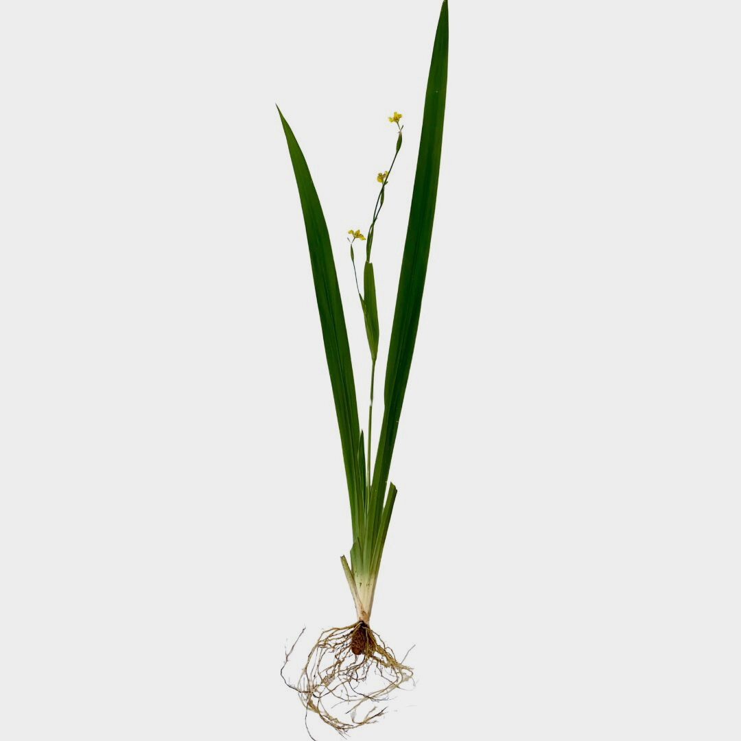 Trimezia longifolia
