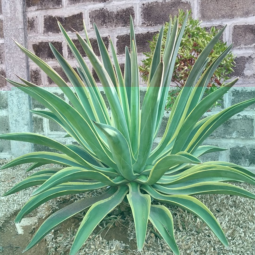 Agave demeesteriana